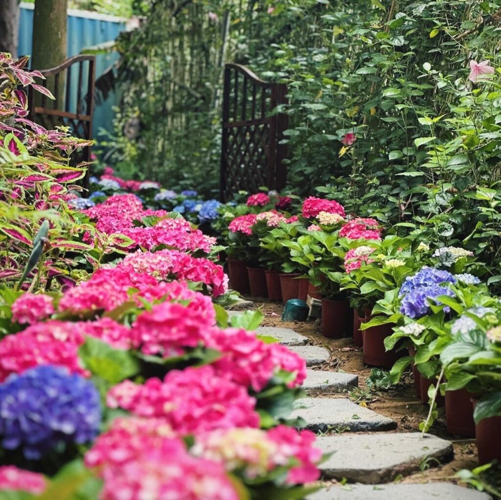 繡球花園_台中享自在景觀園區