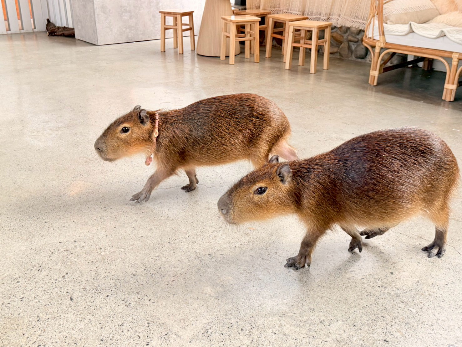 LINE_ALBUM_水豚_260109_29